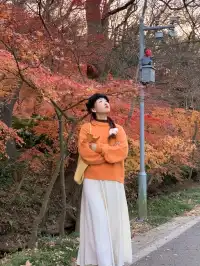 南京中山植物園紅楓崗|進入10日倒數!