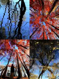 12月洱海!闖入現實版《小森林》紅杉秘境!