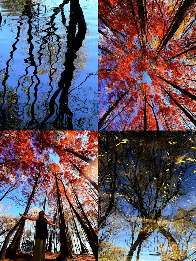 12月洱海!闖入現實版《小森林》紅杉秘境! 12月洱海!闖入現實版《小森林》紅杉秘境!