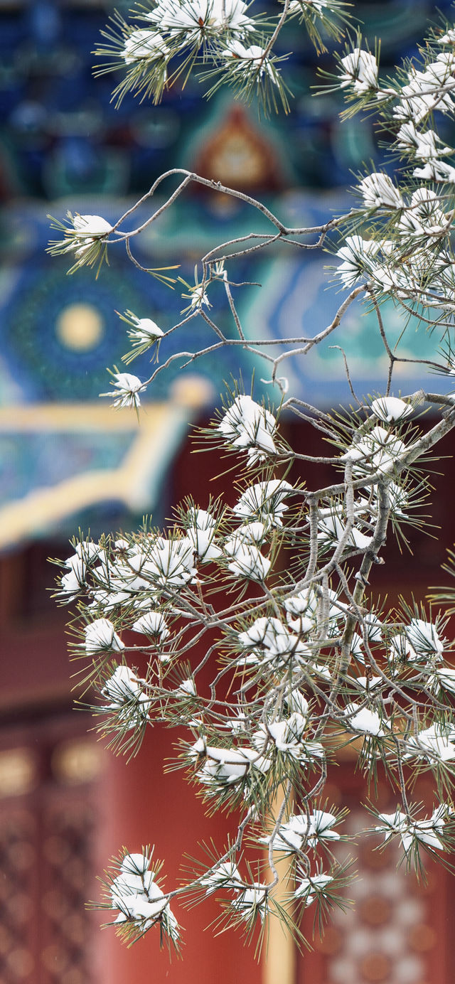 北京下雪啦!一起来看看故宮的雪景吧! 北京下雪啦!一起来看看故宮的雪景吧!