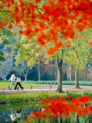 ทริปเที่ยวทะเลสาบเวสต์เลคเพื่อชมใบไม้เปลี่ยนสีในฤดูใบไม้ร่วง: ใบเมเปิลเปลี่ยนเป็นสีแดงแล้ว (เส้นทางเดินชมเมือง)