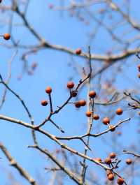 冬日泉州｜清源山的絕美夕陽剪影