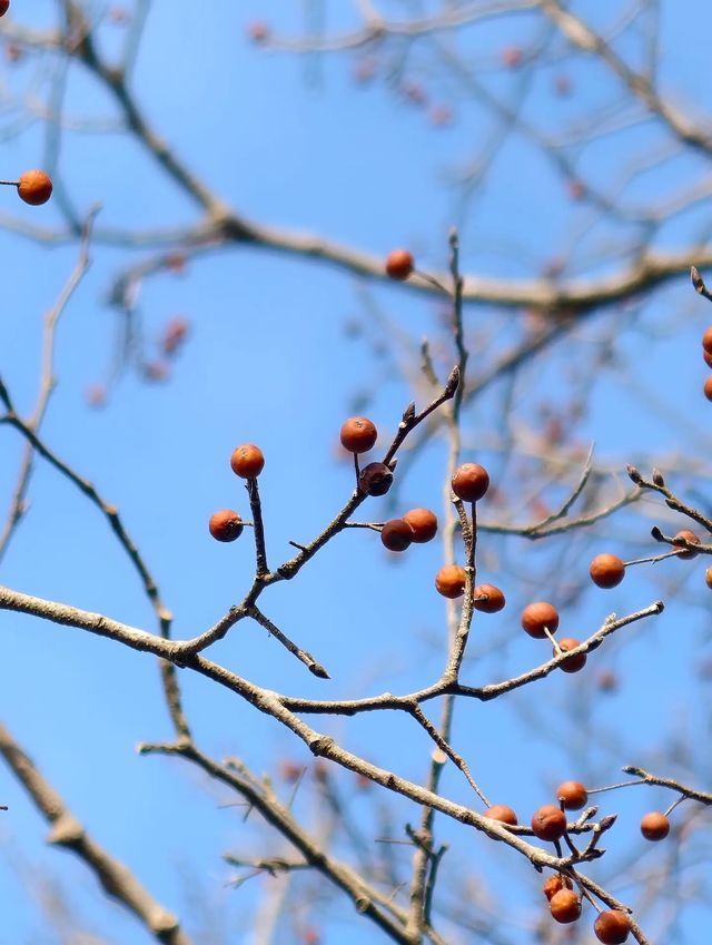 冬日泉州｜清源山的絕美夕陽剪影