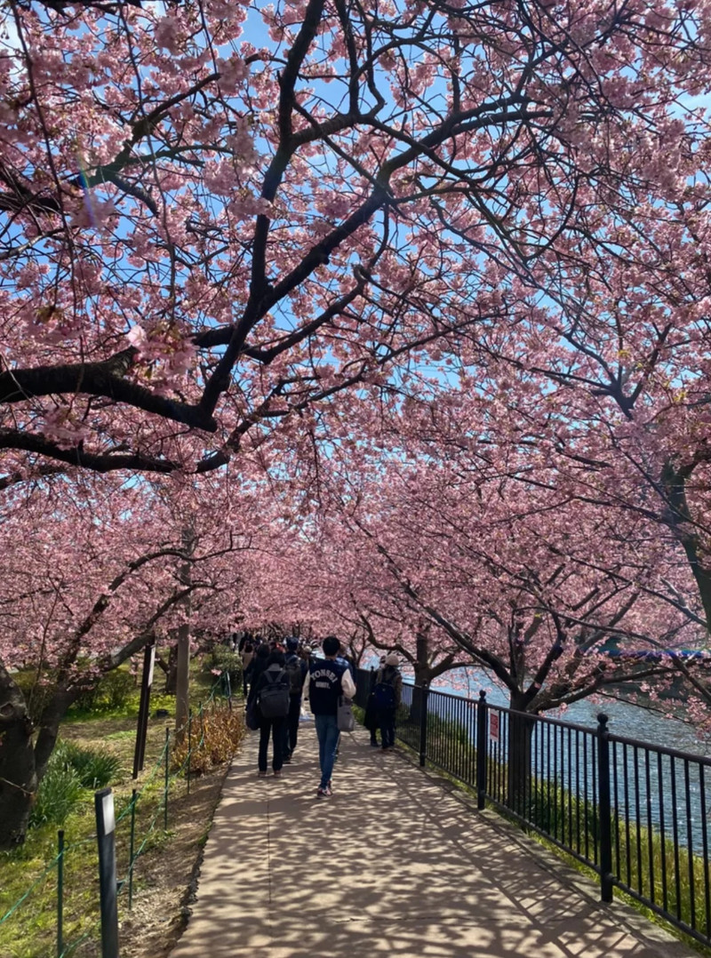 2026 Recommended Cherry blossom viewing in Ito (Updated August