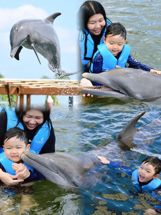 Swimming with Dolphins at Cancun’s Dolphin Beach: A Dreamlike Encounter with Marine Magic 🐬