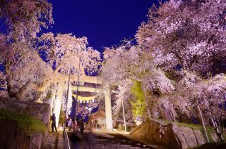 烏帽子山公園：桜の季節の華やかさ