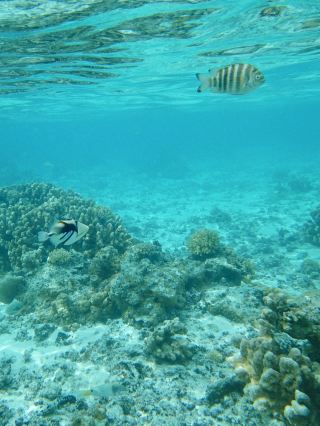 Managaha Island Half-Day Tour Guide｜This Blue Is Just Too Stunning!