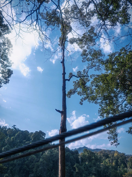 望天树景区(北纬 21° 雨林) 参考图 3