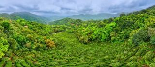 กิจกรรมเกี่ยวกับวัฒนธรรมชาในเมืองชาติน: การแข่งขันชงชาและการเก็บใบชา ประสบการณ์มรดกทางวัฒนธรรมที่จับต้องไม่ได้