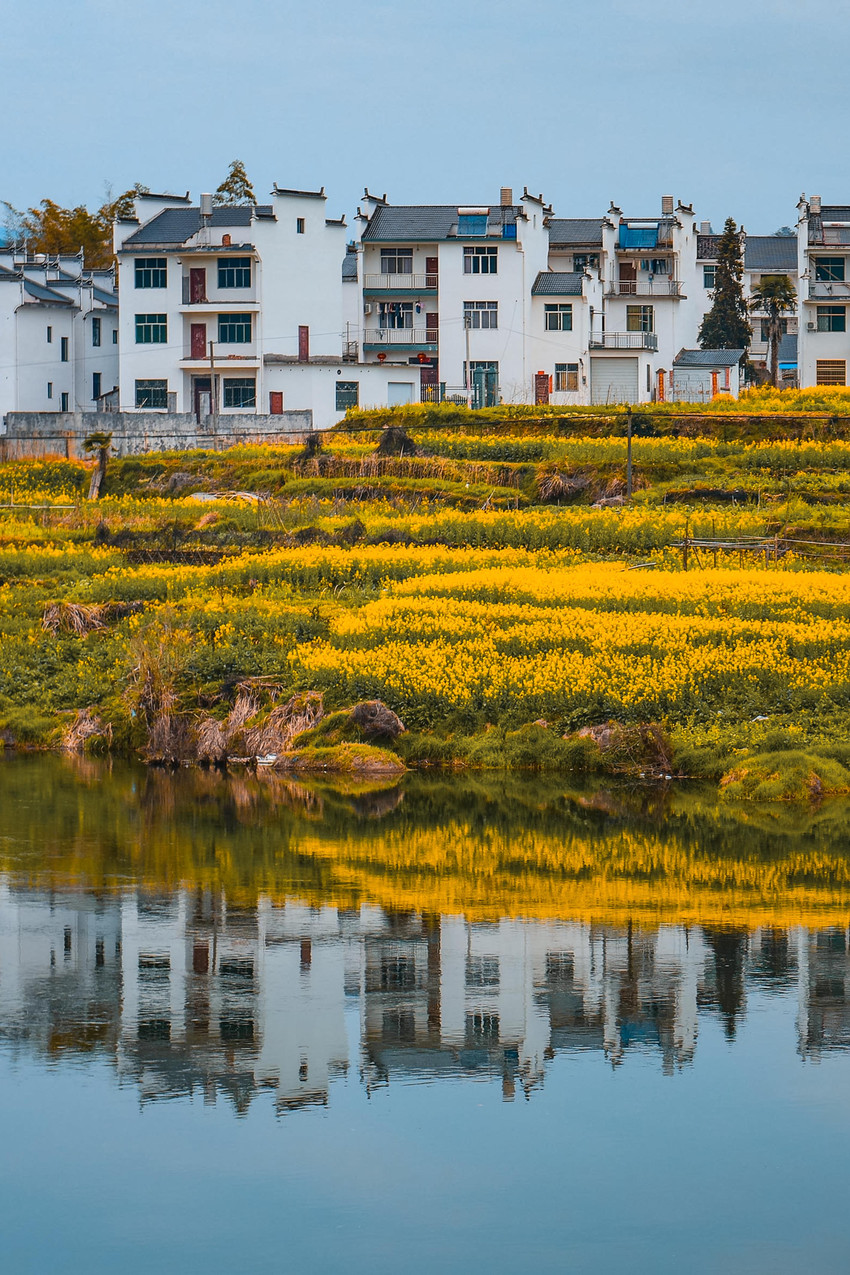 江岭梯田油菜花 参考图 9
