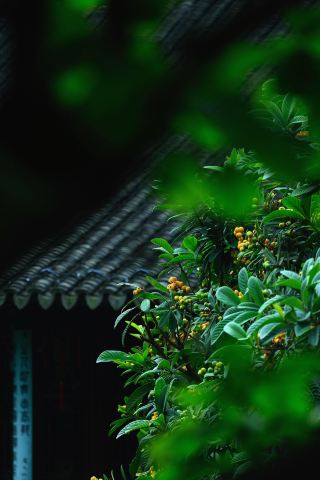 Suzhou Yiyuan · Xiaoman | Clear and Mild, Loquats Full on the Branches