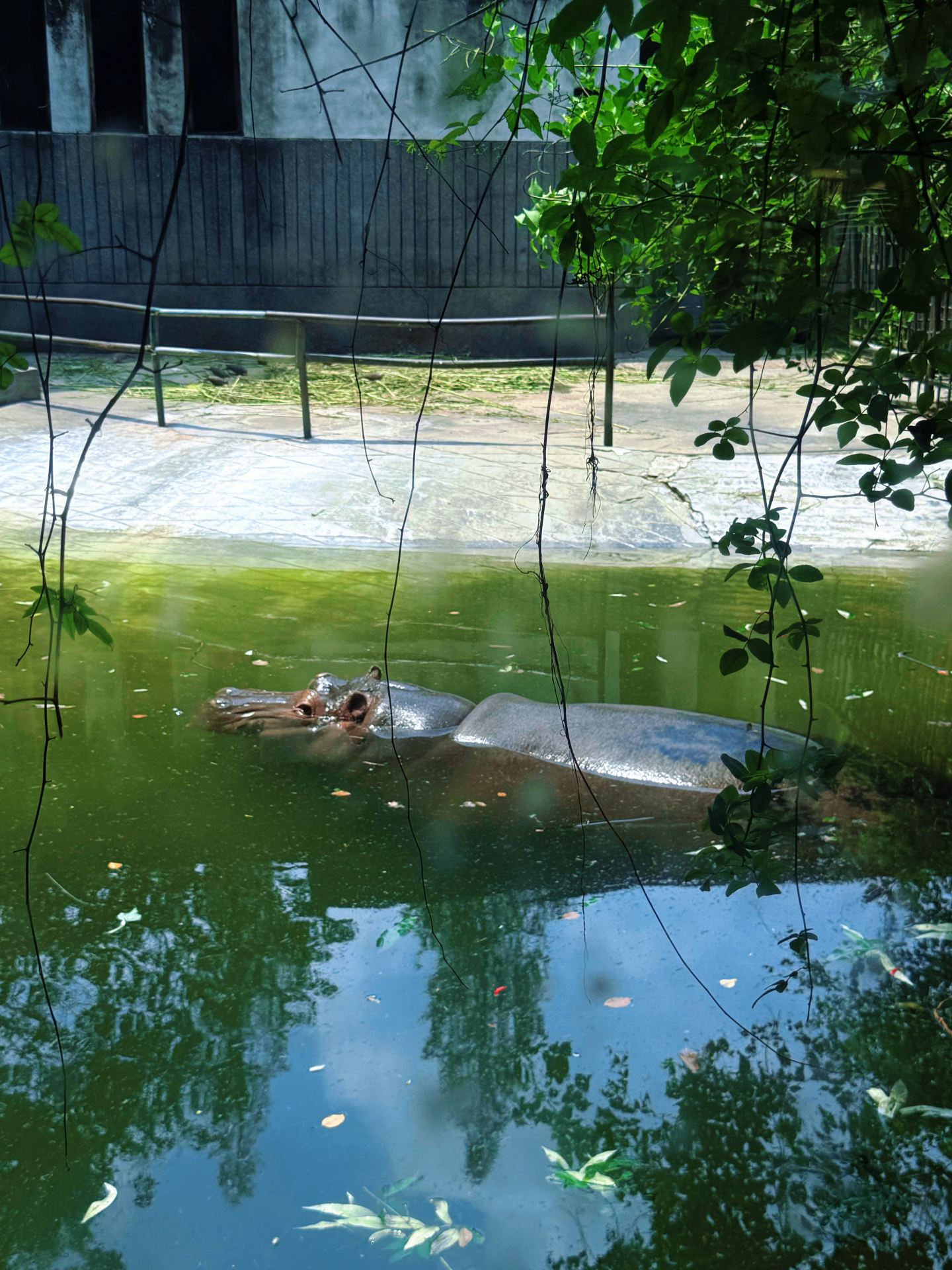 Chengdu Zoo is the best