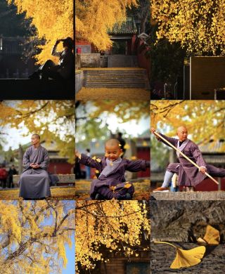 Zhengzhou Songshan Shaolin Temple | A thousand-year journey into a martial arts dream