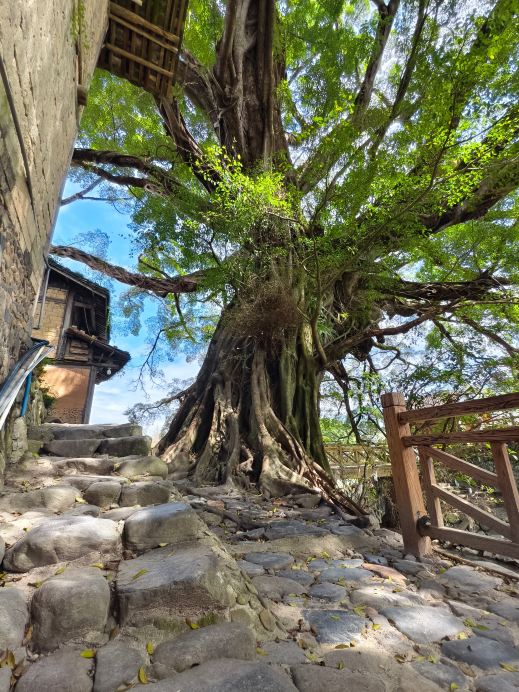 雲水謡の樹齢600年を超える古ガジュマル | Trip.com 南靖