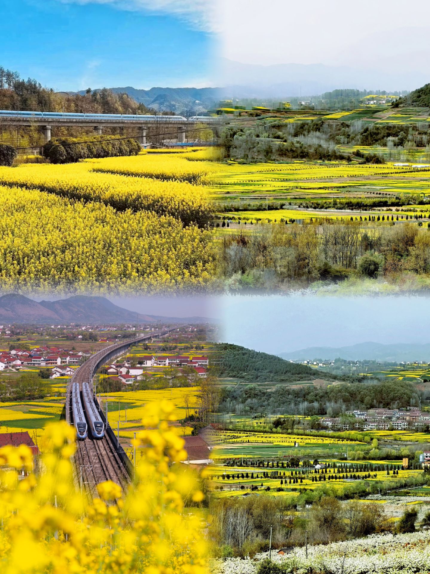 Family trip to Yangxian | See the "Oriental Gem" crested ibis and explore the Qinling Mountains nature classroom