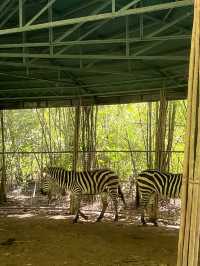 Animal Encounter at Cebu Safari