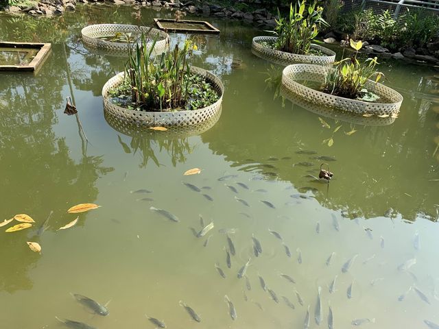 走進漂亮繡球花海 元朗公園