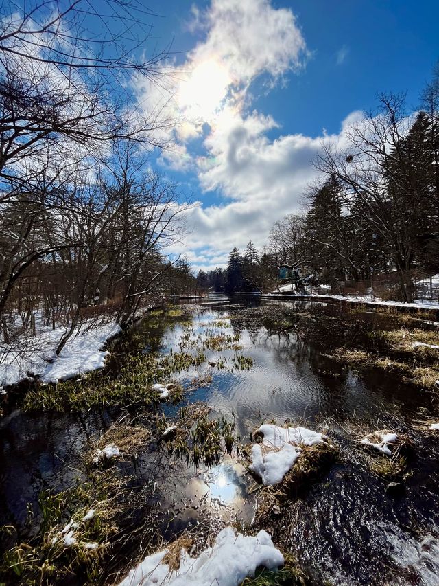 東京近郊🍀冬日輕井澤絕美打卡靚景—雲場池
