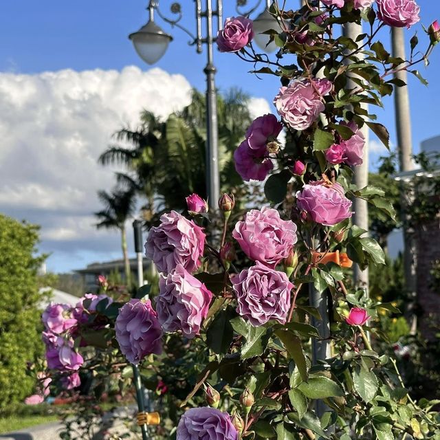 Taipei Rose Garden