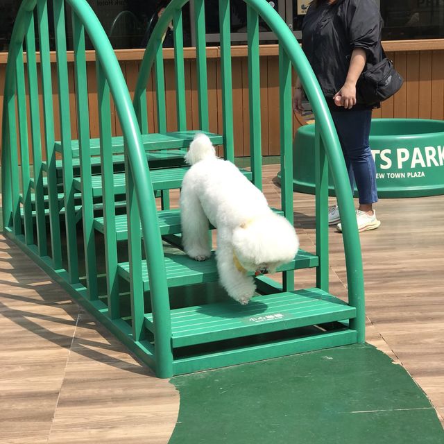 Hot Pet’s Park in Shatin 