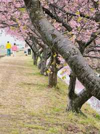 笠松河津桜ロード