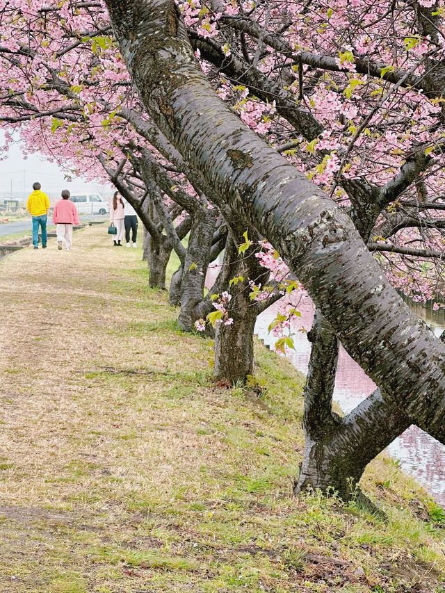 笠松河津桜ロード
