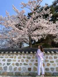 강릉에 핑크빛으로 물들어버린 팝콘 스팟 🌸💗