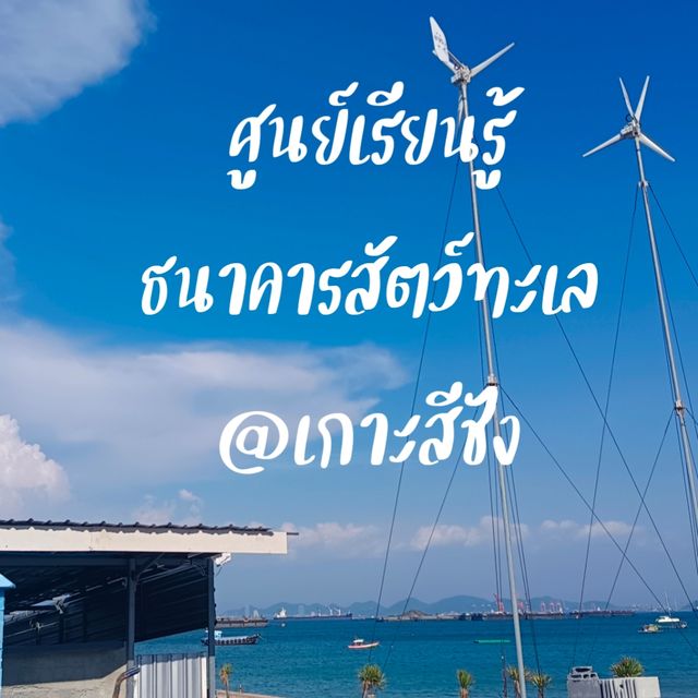 แวะชมน้อนนน ธนาคารสัตว์ทะเล @เกาะสีชัง