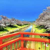 新境川　桜並木
