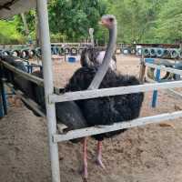 Hanging Out At Desaru Ostrich Farm