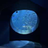 【沖縄】空間演出がすごい💕DMMかりゆし水族館