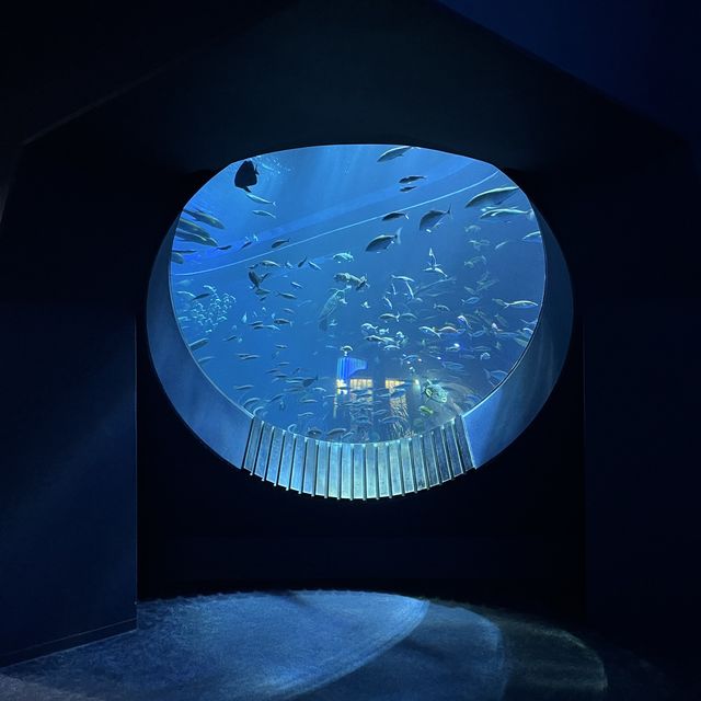 【沖縄】空間演出がすごい💕DMMかりゆし水族館