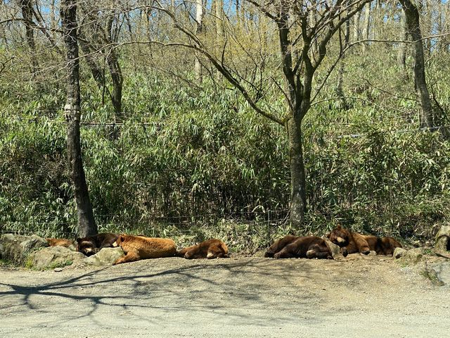 Fuji Safari Park- 孩子的夢寐以求動物園