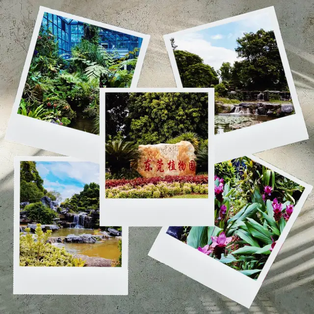 東莞植物園～綠色寶藏的花海🌿🌺🔍