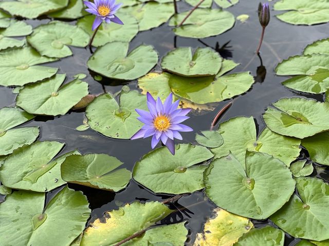 Lotus Pond in Singapore?!