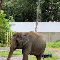 Manila Zoo