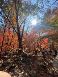 [경기도] 포천 억새밭이 가득한 명성산🏔️