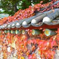 Beautiful Autumn of Beonjusa Temple 