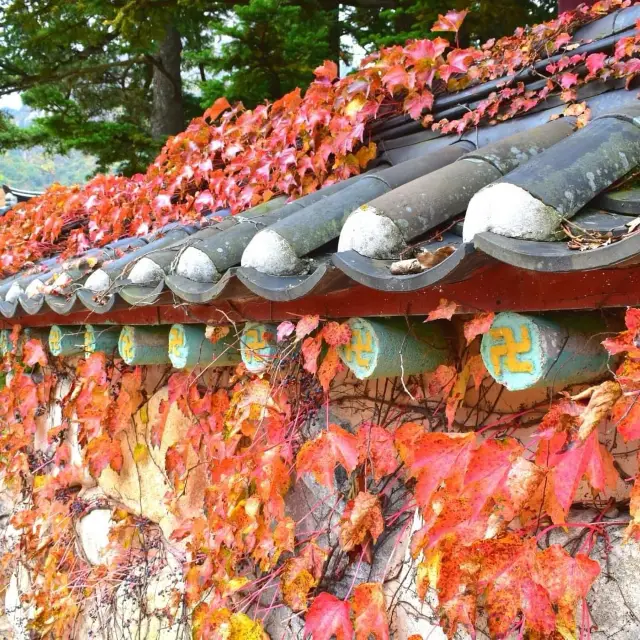 Beautiful Autumn of Beonjusa Temple 