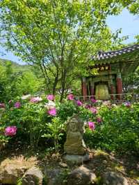 멋진 풍경의 보성 대원사에서 힐링🌳🌳