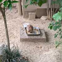 おとぎの国？野生動物を見た人間の感想がだいたい「美味しそう」