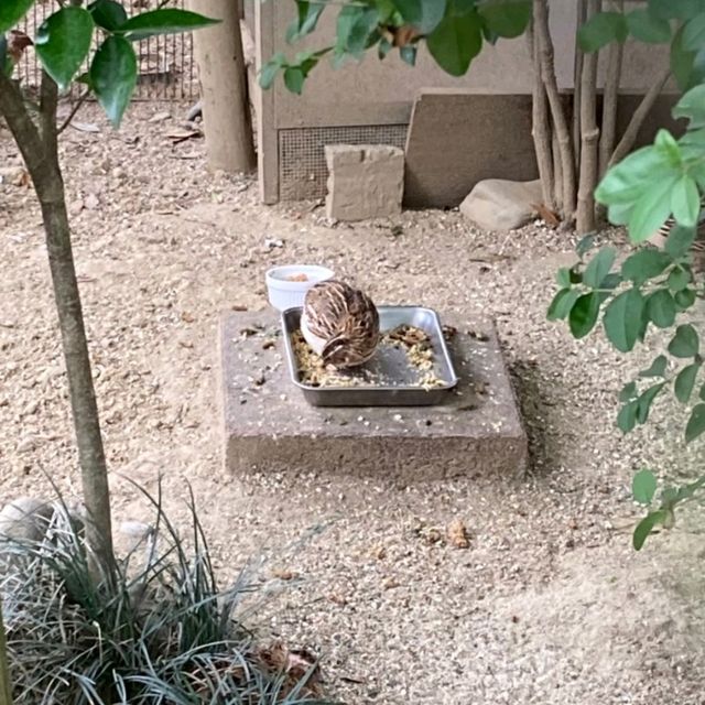 おとぎの国？野生動物を見た人間の感想がだいたい「美味しそう」