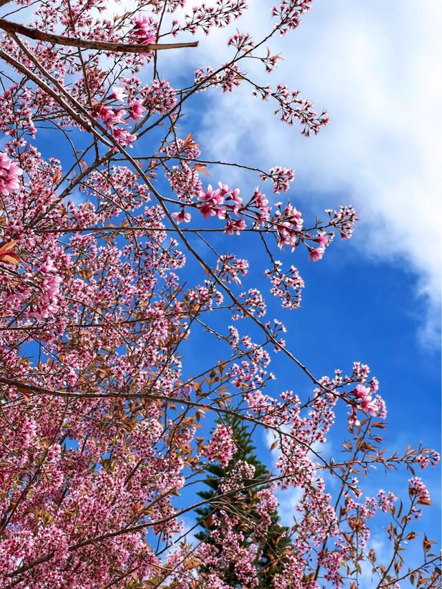 SPRING - Dalat Bunny Hill