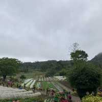 PERFECT IN BEMWA FARM