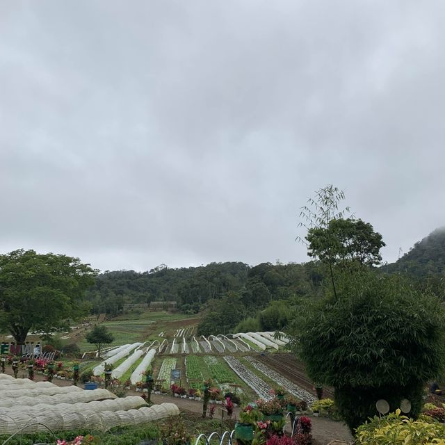 PERFECT IN BEMWA FARM