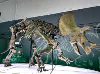 THE BIG 8 DINOSAUR FOSSILS