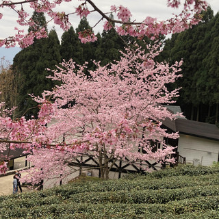 #2023,賞櫻,山上人家