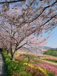 순천에 도착한 봄🌸 순천만국가정원🌸