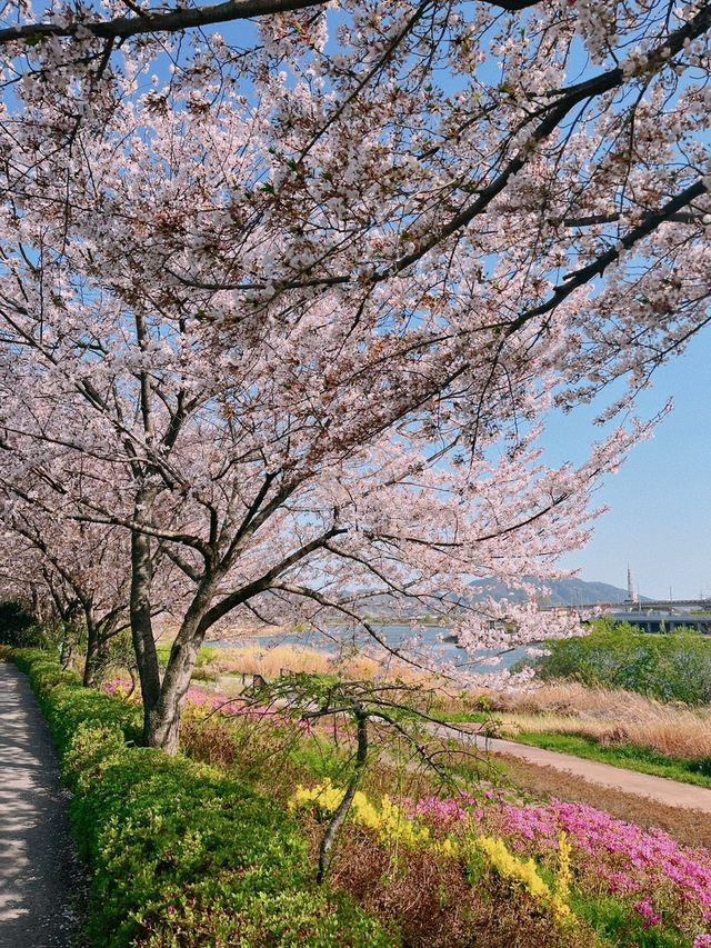 순천에 도착한 봄🌸 순천만국가정원🌸