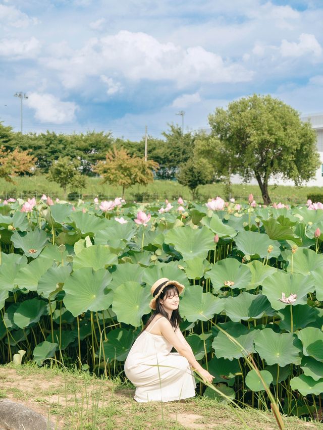 연꽃을 보고싶다면 함안으로 🪷💕